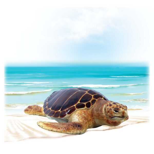Mammals Marine Life Marine Reptiles Loggerhead Turtle Product Image V px px