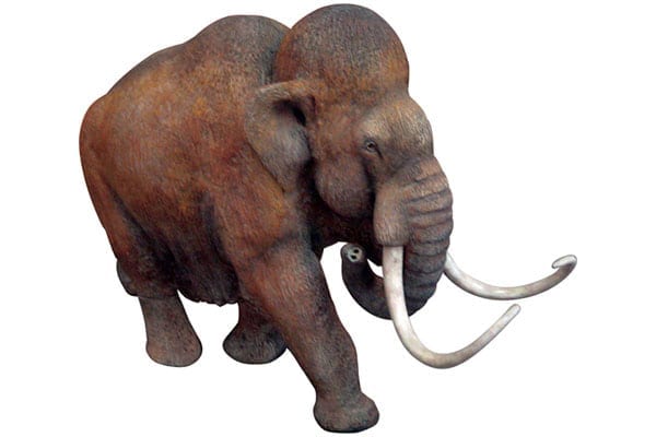 Mammoth Definitive Natural Finish