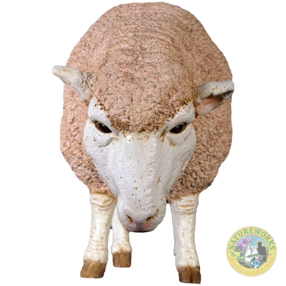 Sheep Merino Ewe Head Down