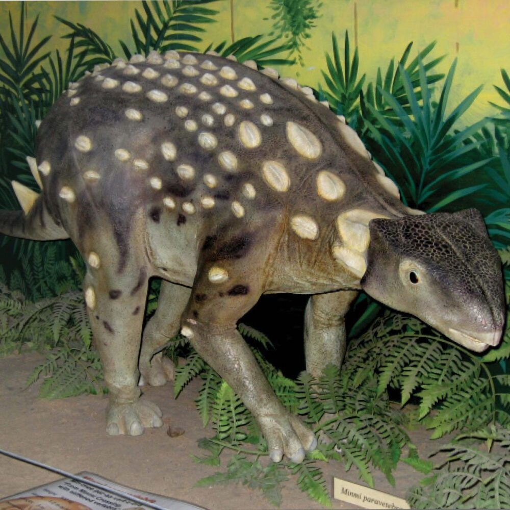 Minmi Dinosaur sculpture - full 3 dimensional and realistic shown in exhibit