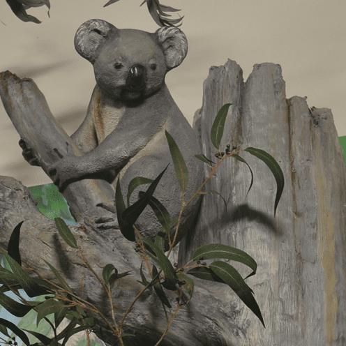 Mural Wall Art Category Image Koala on tree V