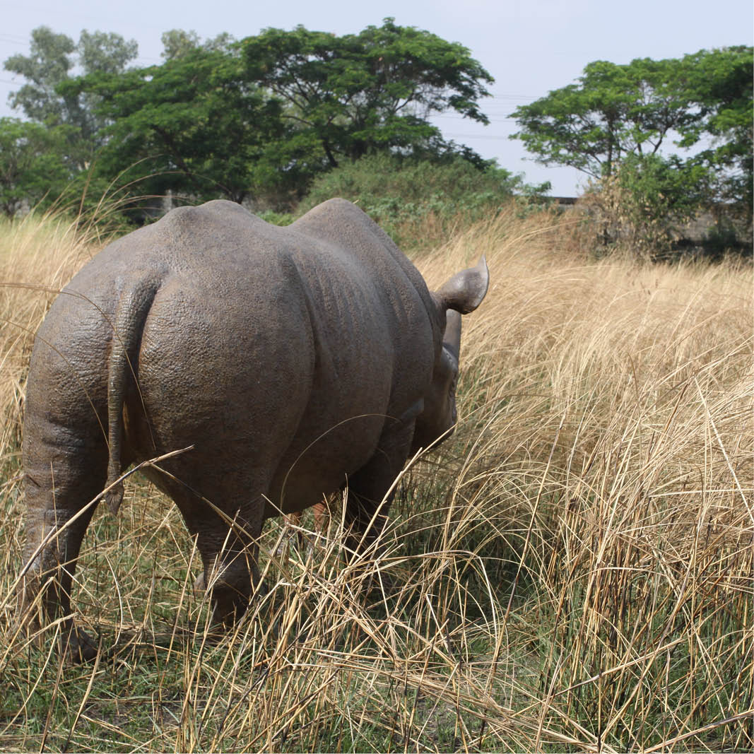 Natureworks Australia Natureworks Rhino statue - Rear view - shown outside140042