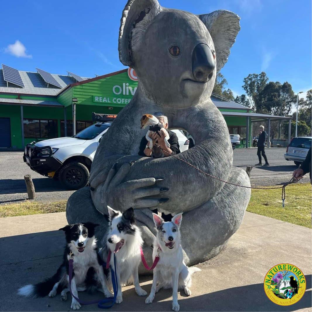 Natureworks Australia Natureworks Cuddles the Koala - 150023 customer photo at Gundagai NSW- V4