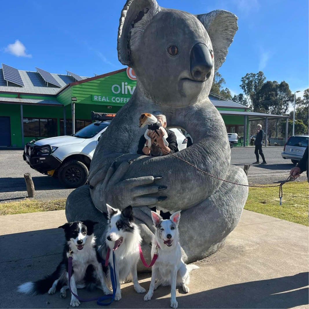 Natureworks Australia Natureworks Cuddles the Koala - 150023 customer photo at Gundagai NSW- V4