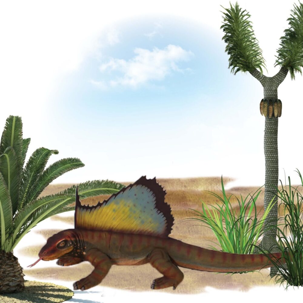 Natureworks - Dimetrodon Dinosaur - shown in prehitoric landacape - side view - 090050