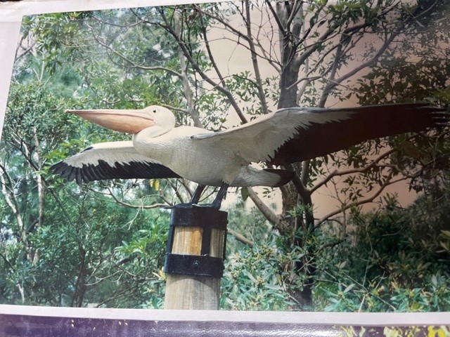 Natureworks Australia Pelican flying 080114 shown standing on post- legs are tucked under the pelican whilst flying- this photo shows wings out in a standing pose-