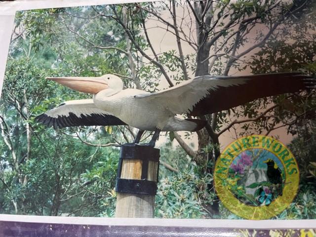 Natureworks Australia Pelican flying 080114 shown standing on post- legs are tucked under the pelican whilst flying- this photo shows wings out in a standing pose-
