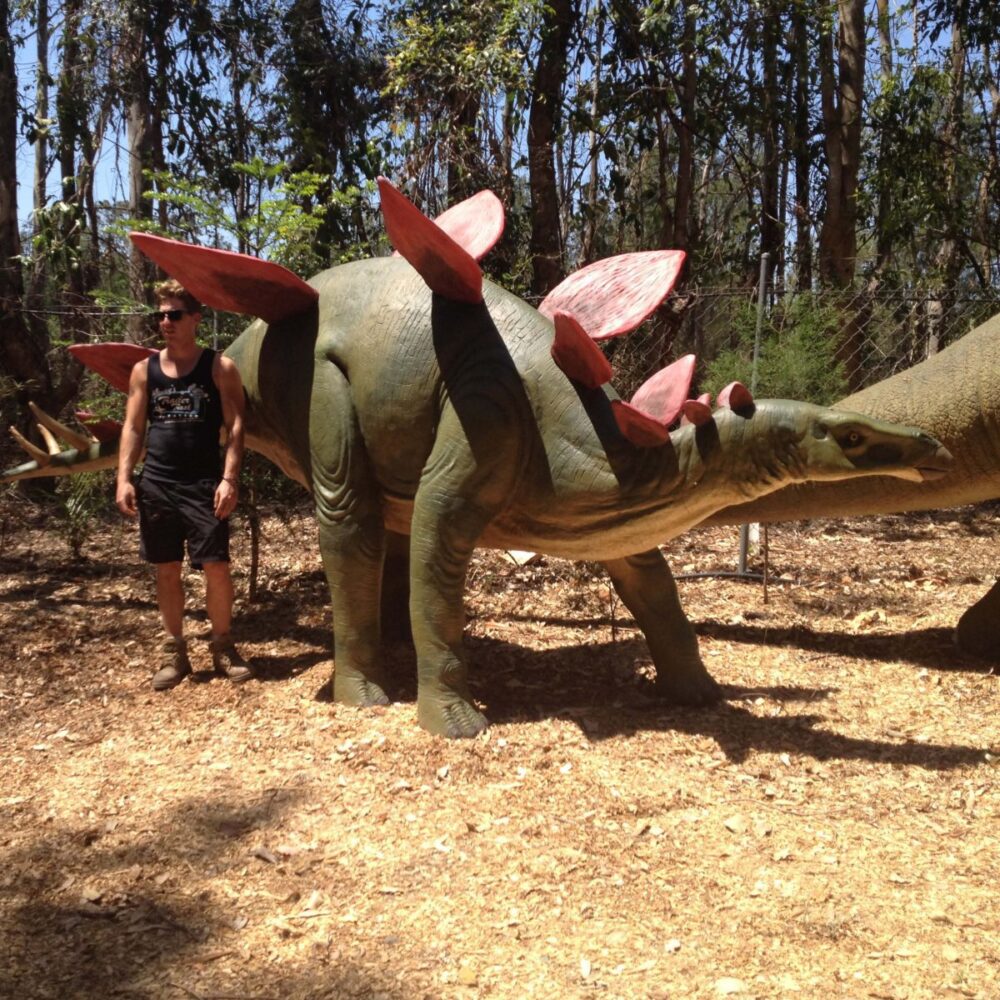Stegosaurus Dinosaur with model - 100045- outside view showing whole dinosaur