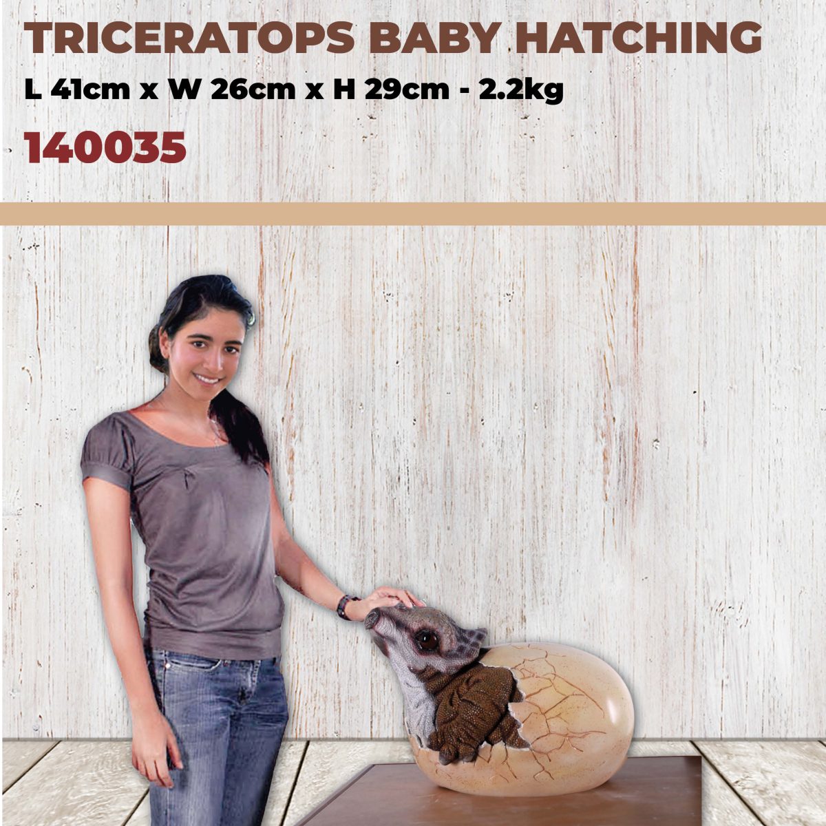 Natureworks Australia Triceratops Baby Hatching - 140035 - very cute - shown with lady to help with size reference