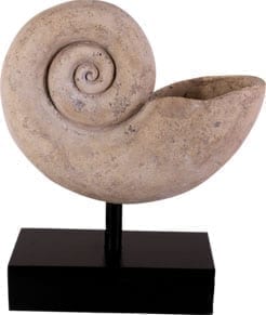 Nautilus Shell Fossil Large on Base