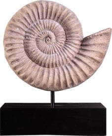 Nautilus Shell Fossil Small on Base