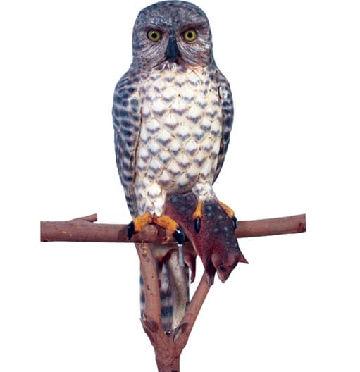 Owl Powerful with Quoll