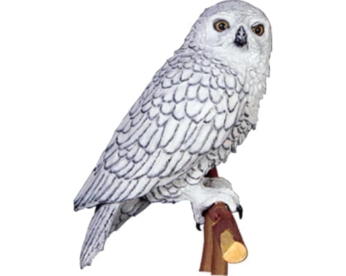 Owl Snowy Male