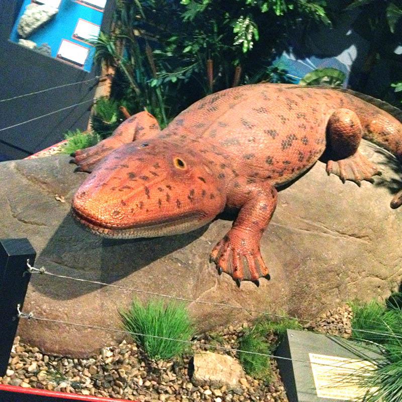 Natureworks Australia Paracyclotosaurus Davidi - Giant Labyrinthodont amphibian - Natureworks reproduction - V3