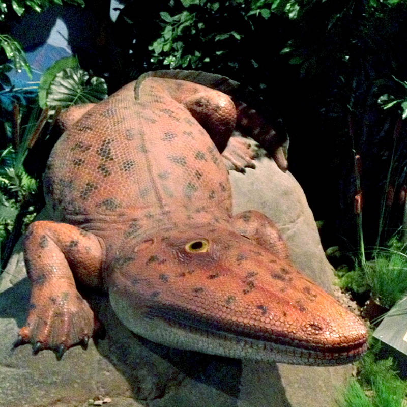 Natureworks Australia Paracyclotosaurus Davidi - Giant Labyrinthodont amphibian - Natureworks reproduction - V4