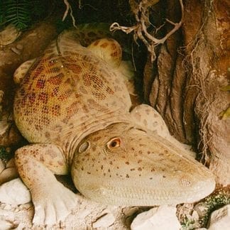 Paraeyclotosaurus Davidi Extinct Megafauna