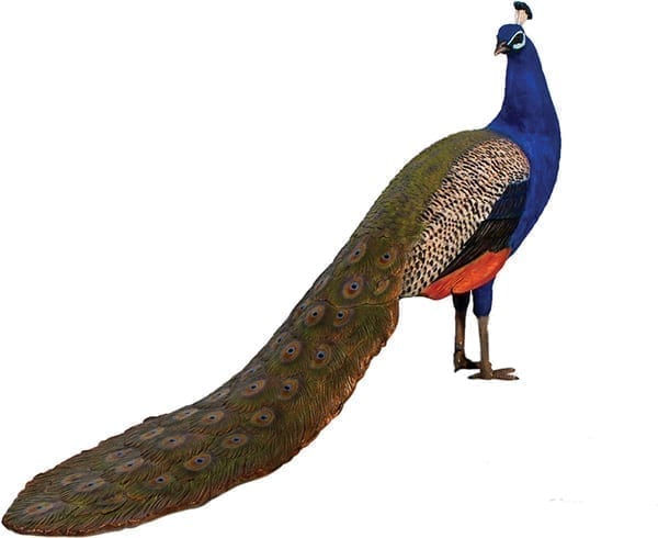 Peacock Male