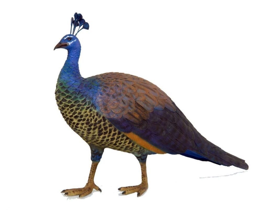 Peahen Female