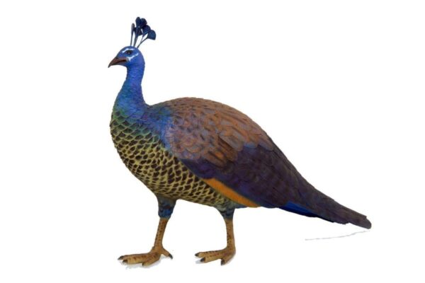 Peahen Female