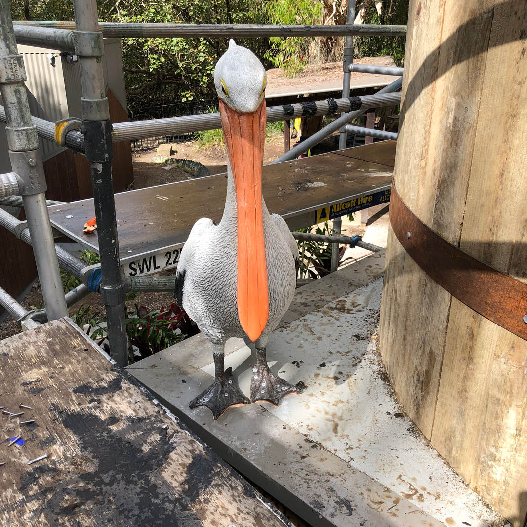 Natureworks Australia Pelican standing - shown on display at Currumbin Sanctuary during installation- front view