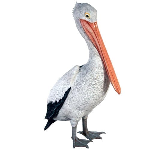 Pelican Standing