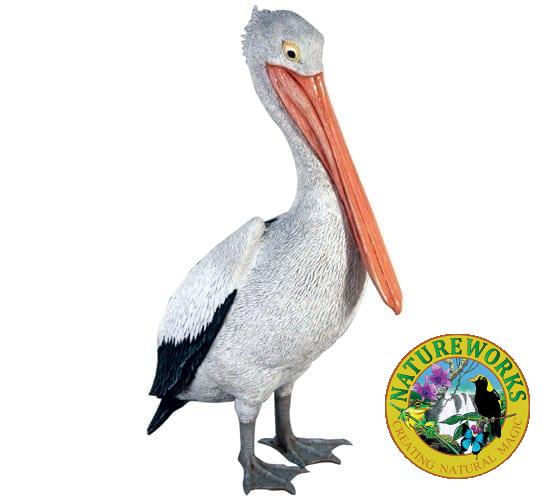 Pelican Standing