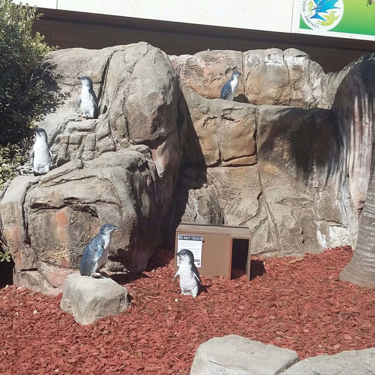 Natureworks Australia Penguin Fairy - Image 6