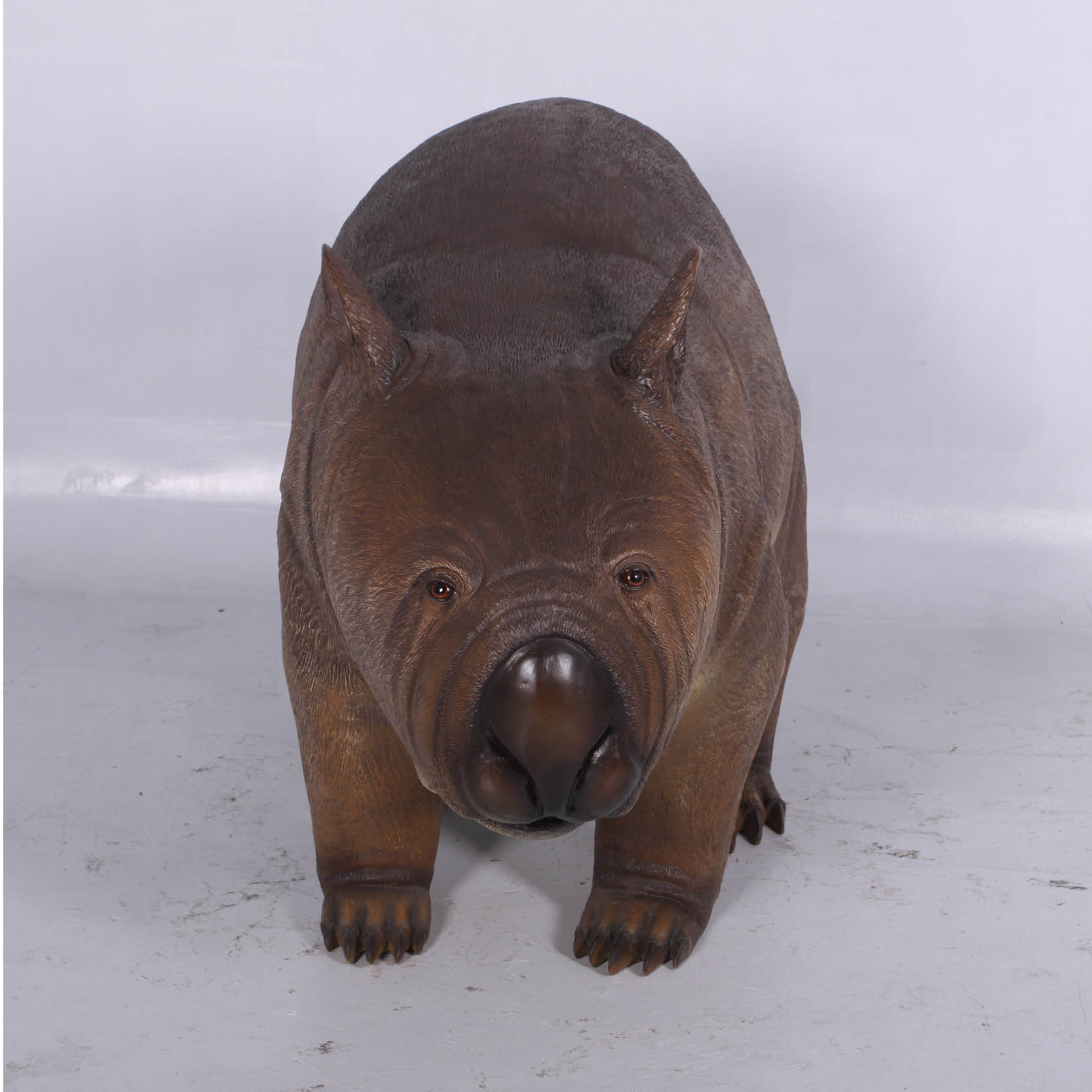 Natureworks Australia Phascolonus Wombat - Australian Megafauna reconstruction- Front view-NW130093