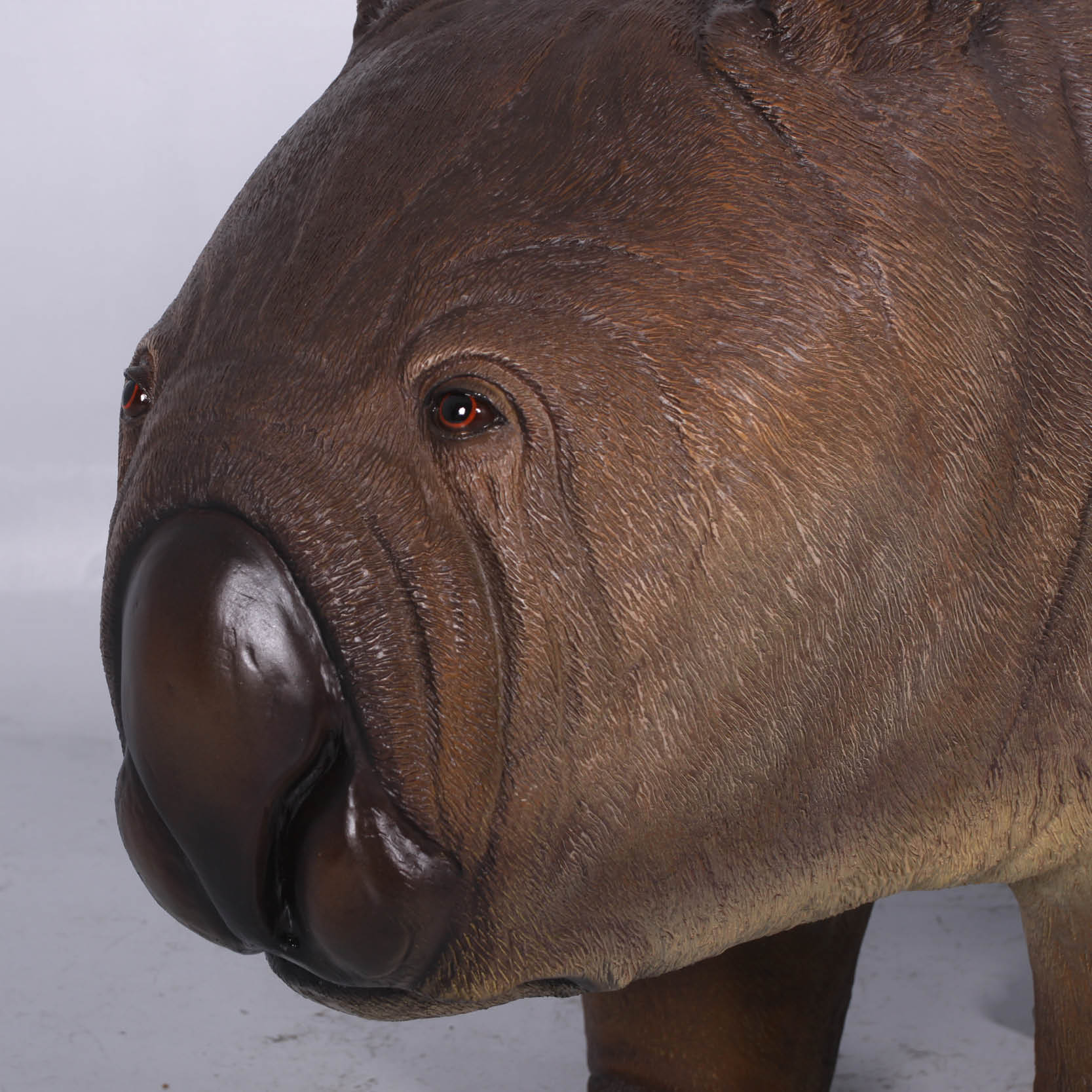 Natureworks Australia Phascolonus Wombat - Australian Megafauna reconstruction close up of head-NW13009