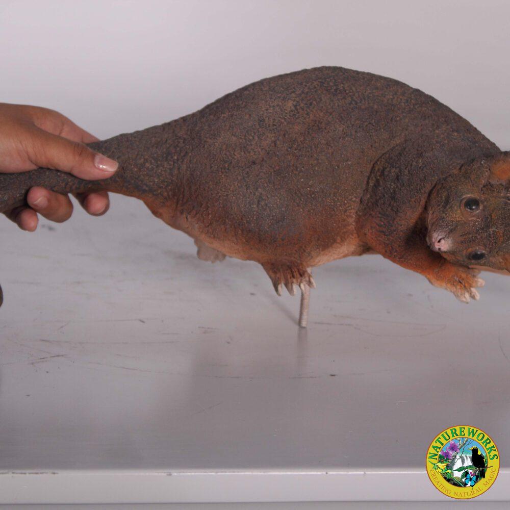 Natureworks Australia Possum - Ringtailed statue - 090036-
