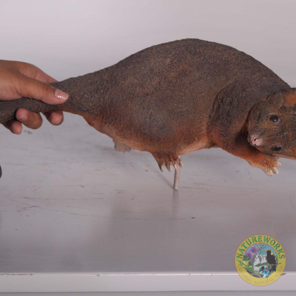 Natureworks Australia Possum - Ringtailed statue - 090036-