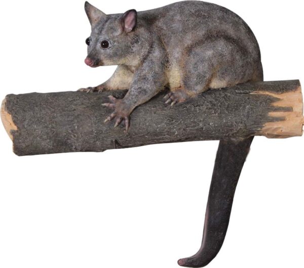 Possum Brush Tailed