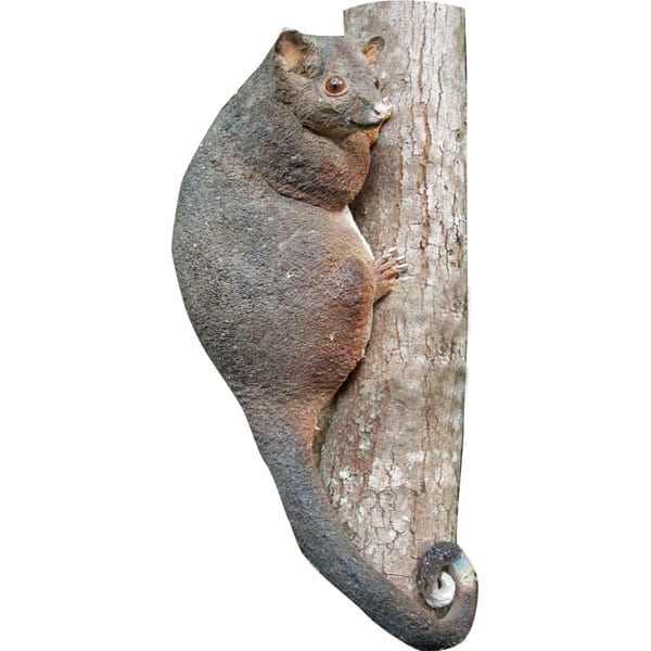 Possum Ring Tailed