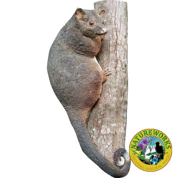 Possum Ring Tailed