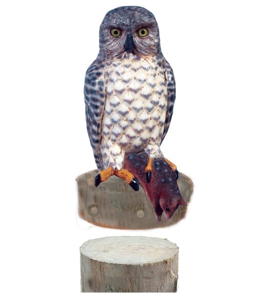 Natureworks Australia Powerful Owl With Quoll On Post