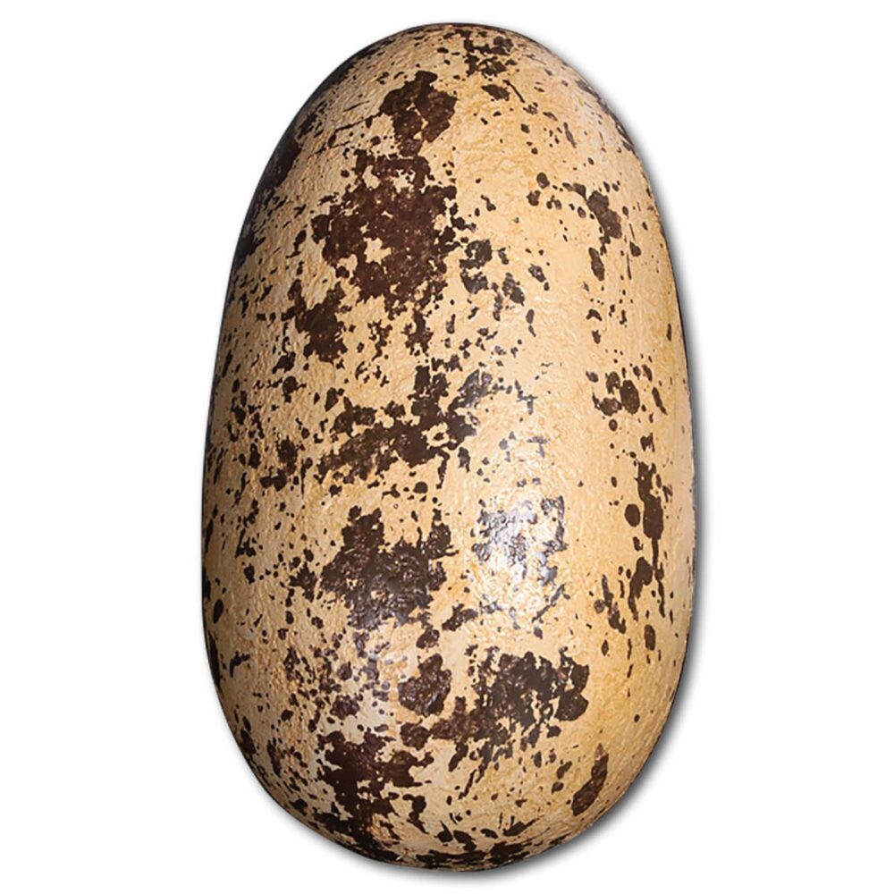 Prehistoric Dinosaur Eggs Theropod inch Product Image V px px