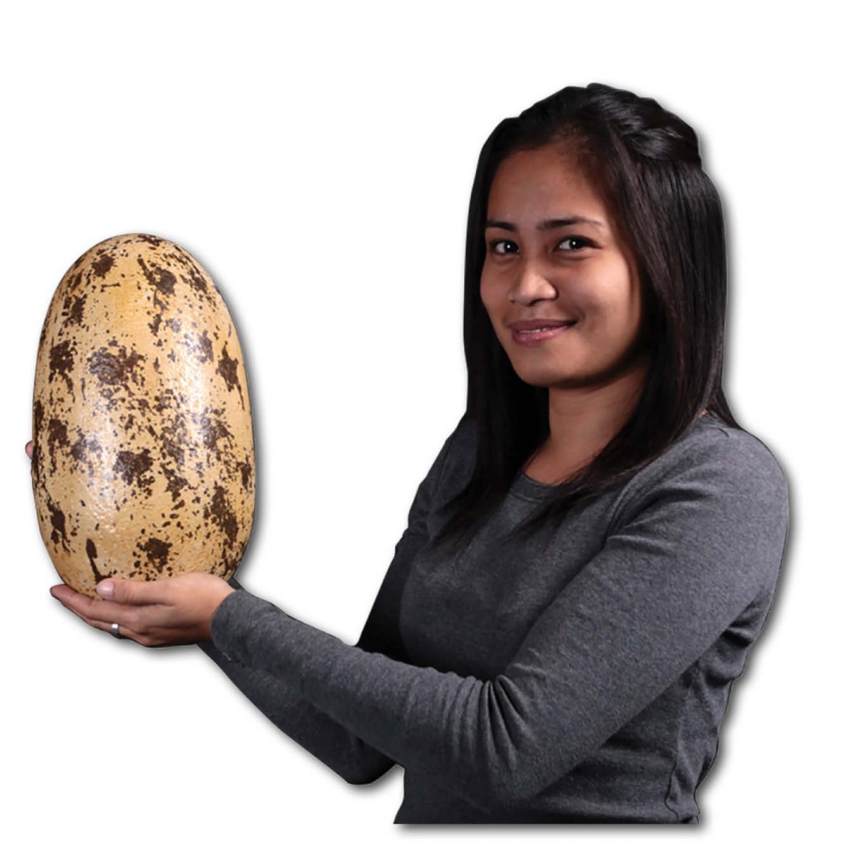 Natureworks Australia Prehistoric Dinosaur Eggs Theropod inch Product Image V px px