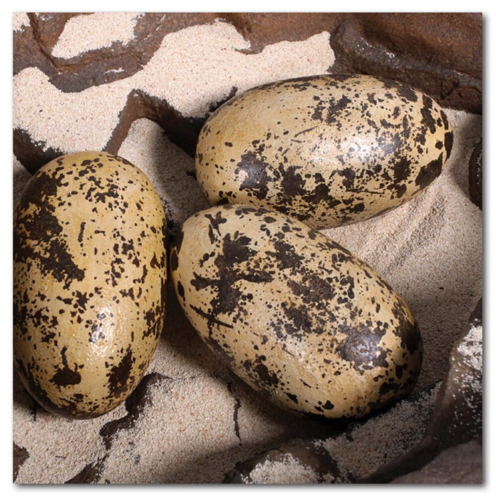 Prehistoric Dinosaur Eggs Theropod  inch Product Image V px px