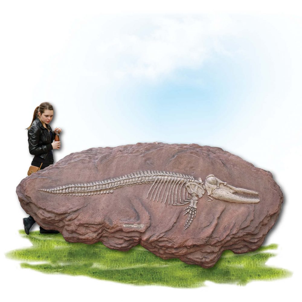 Prehistoric Dinosaur Fossil Digs Australian dolphin fossil dig Product Image  px px