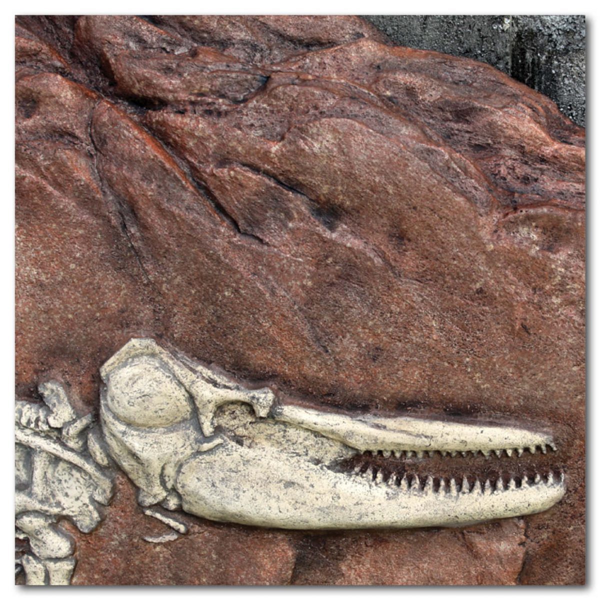 Natureworks Australia Prehistoric Dinosaur Fossil Digs Australian dolphin fossil dig Product Image px px