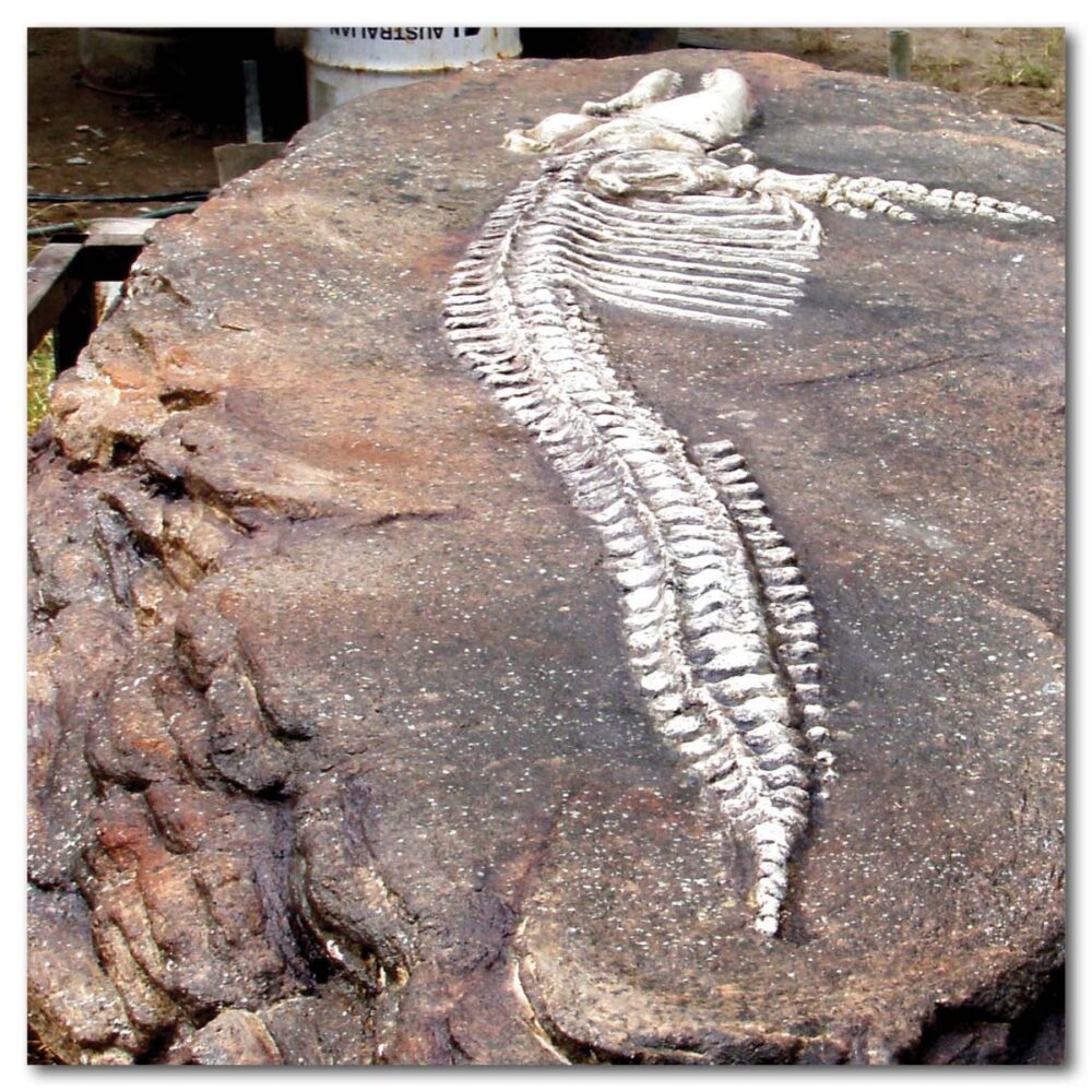 Prehistoric Dinosaur Fossil Digs Australian dolphin fossil dig Product Image  px px