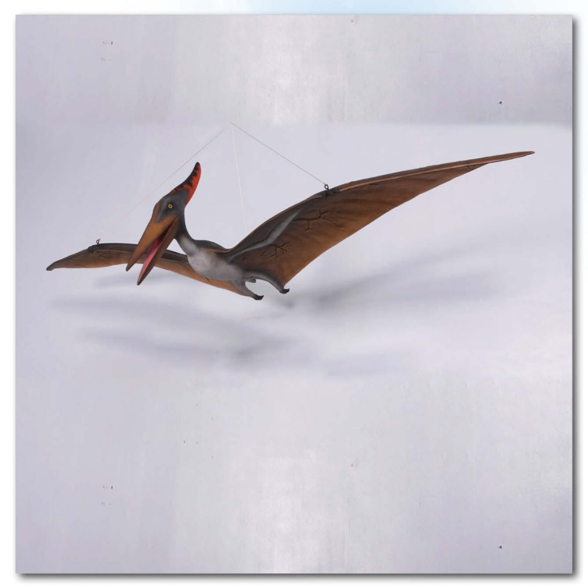 Pteranodon Dinosaur Definitive Sculptures In Australia