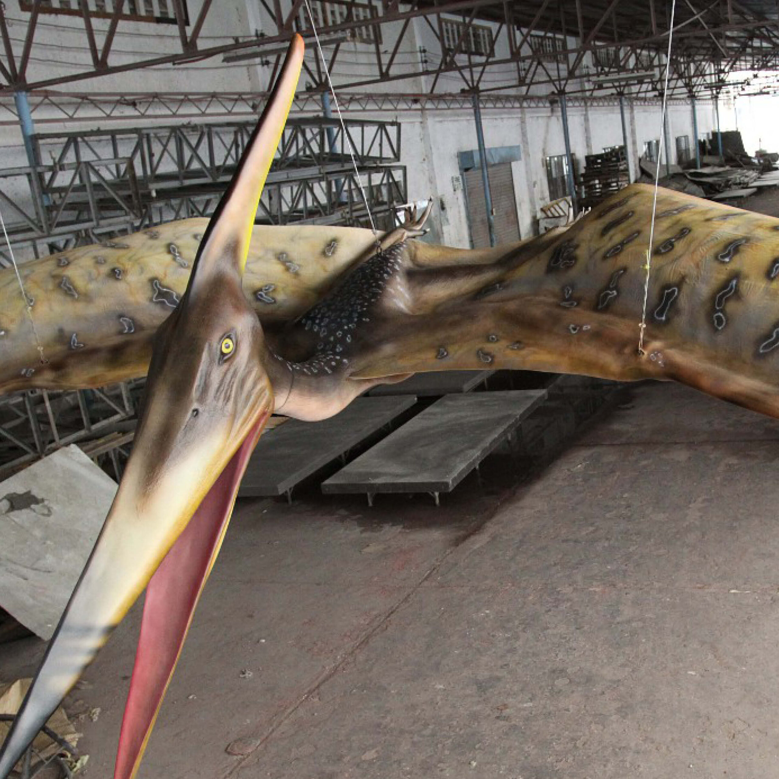 Natureworks Australia Pteranodon Dinosaur Flying 8m Wingspan - Image 10