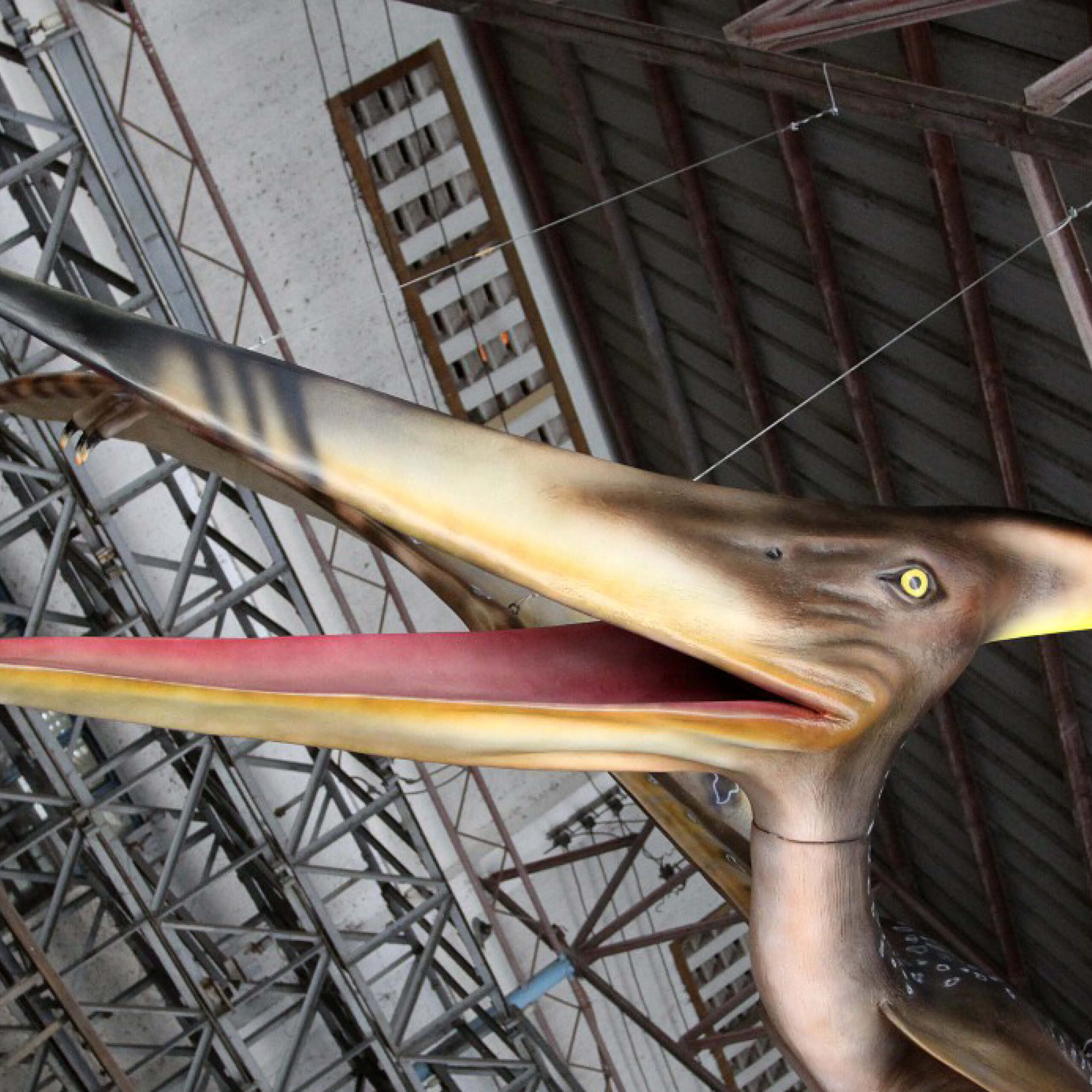 Natureworks Australia Pteranodon Dinosaur Flying 8m Wingspan - Image 9