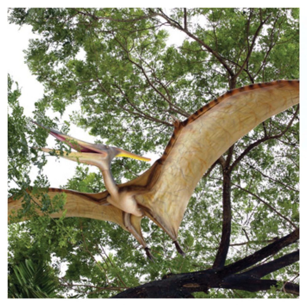 Prehistoric Dinosaur sculpture Pteranodon hanging m wing span Product Image V px px