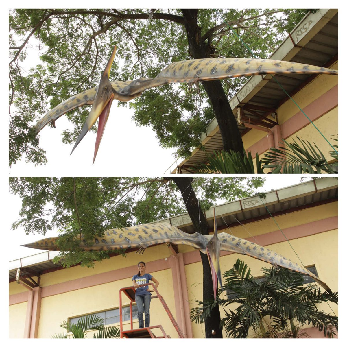 Natureworks Australia Prehistoric Dinosaur sculpture Pteranodon hanging m wing span Product Image V px px