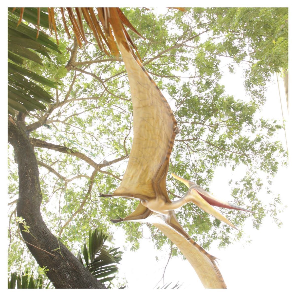 Natureworks Australia Prehistoric Dinosaur sculpture Pteranodon hanging m wing span Product Image V px px