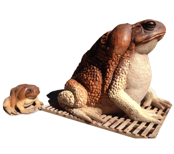 Product Image Website M Toad with Size Comparison