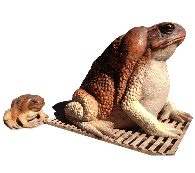 Product Image Website M Toad with Size Comparison
