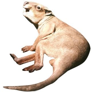 Propleopus Chillagoensis Extinct Megafauna